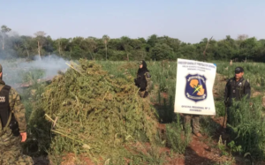 INFO P.N.: DESTRUCCIÓN DE SUPUESTA MARIHUANA